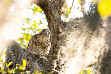 Hawk in Sarasota, Florida