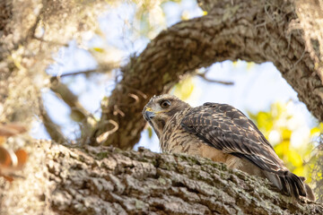 Hawk in Sarasota, Florida