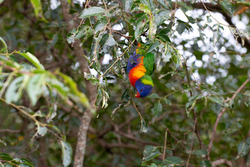 Rainbow Lorikeet Parrot Sitting in Green Trees Trying to Eat Bugs, Australia, Queensland, Nature,