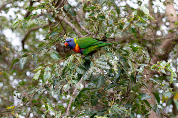 Rainbow Lorikeet Parrot Sitting in Green Trees Trying to Eat Bugs, Australia, Queensland, Nature,