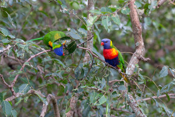 Rainbow Lorikeet Parrot Sitting in Green Trees Trying to Eat Bugs, Australia, Queensland, Nature,