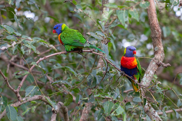 Rainbow Lorikeet Parrot Sitting in Green Trees Trying to Eat Bugs, Australia, Queensland, Nature,