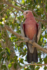 Galah Cooling Off in a Tree in the Australia Outback (Chillagoe, Queensland, Australia).
