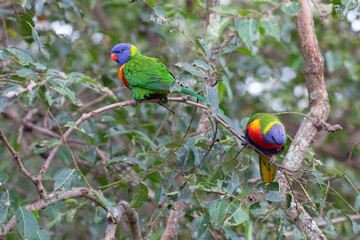 Rainbow Lorikeet Parrot Sitting in Green Trees Trying to Eat Bugs, Australia, Queensland, Nature,