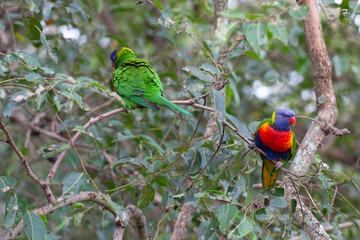 Rainbow Lorikeet Parrot Sitting in Green Trees Trying to Eat Bugs, Australia, Queensland, Nature,