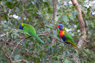 Rainbow Lorikeet Parrot Sitting in Green Trees Trying to Eat Bugs, Australia, Queensland, Nature,