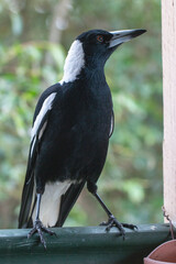 Australian Magpie Bird Sitting on the Railing of a Balcony