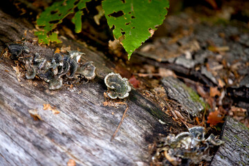 Mushrooms in a forest in the Ontario wilderness.