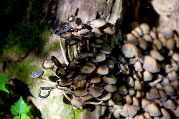 Mushrooms in a forest in the Ontario wilderness.
