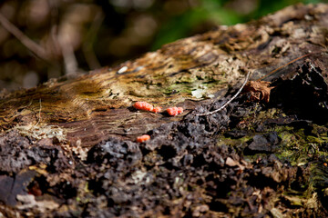 Mushrooms in a forest in the Ontario wilderness.