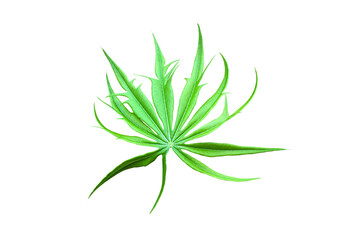 Isolated Jatropha podagrica Hook or Buddha belly plant, bottleplant shrub, leaf with clipping paths.