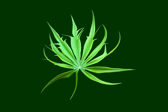 Isolated Jatropha podagrica Hook or Buddha belly plant, bottleplant shrub, leaf with clipping paths.