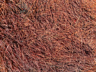 pine needles conifer evergreen dry dead groundcover forest floor trail ground