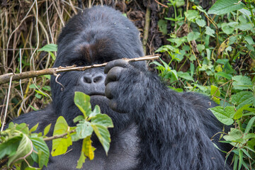 A Silverback Mountain Gorilla Investigates a Root for Insects in Virunga National 