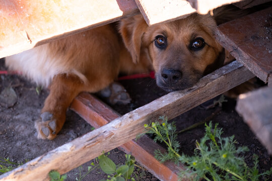 unhappy homeless dog comes out from under the rubble of collapsed woods and boards
