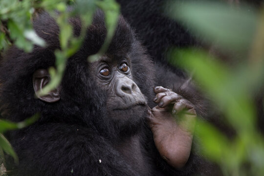 Baby Mountain Gorilla Scratches Face with Foot in Virunga National Park, DRC.