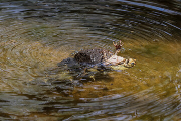 The eastern American toad (Anaxyrus americanus americanus)
Subspecies American toad in the spring during reproduction