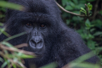 Portrait of a Female Mountain Gorilla in Virunga National Park, DRC.