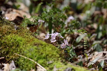 Virginia springbeauty (Claytonia virginica), eastern spring beauty, grass-flower or fairy spud. Its native range is eastern North America.