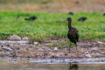 Puna ibis