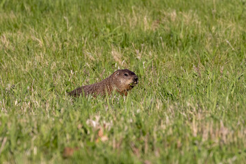 The groundhog (Marmota monax), also known as a woodchuck on a meadow.