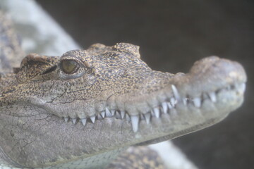 怖くて迫力のある鰐（爬虫類）