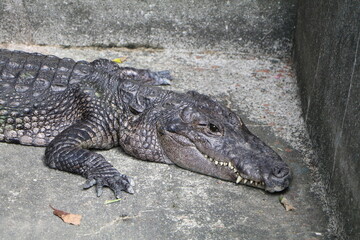 怖くて迫力のある鰐（爬虫類）