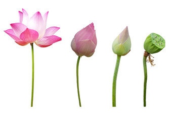 Collection Waterlily (Pink lotus) blooming and bud. Isolated on a white background and clipping path. 