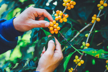 hand plantation coffee yellow berries  farm harvesting Robusta and arabica  coffee berries by...