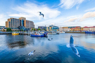 Hobart harbour showing Victoria dock at sunset with seagulls in the foreground.  - obrazy, fototapety, plakaty
