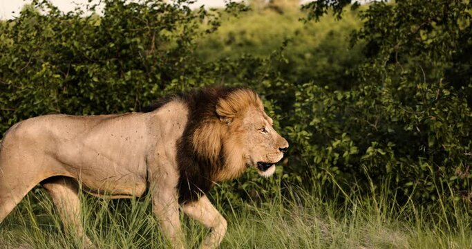 Epic cinematic male lion walking in Wild Africa on safari, Slow motion. Big Cats
