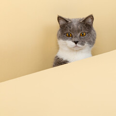 A cute gray cat on a yellow background, peeking out. A blank, copy space.