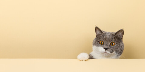 A cute gray cat on a yellow background, peeking out. A blank, copy space.