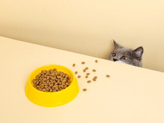 A cute gray cat and a bowl of food on a yellow background. Reaching for his favorite food, little...