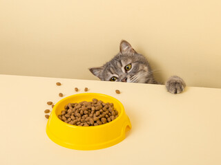 A cute gray cat and a bowl of food on a yellow background. Reaching for his favorite food, little...
