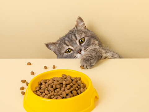 A cute gray cat and a bowl of food on a yellow background. Reaching for his favorite food, little thief.