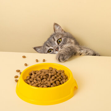 A cute gray cat and a bowl of food on a yellow background. Reaching for his favorite food, little thief.