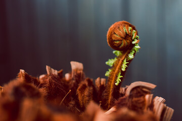new fern frond about to unfold on top of Dicksonia antarctica fern trunk, close-up shot at shallow depth of field
