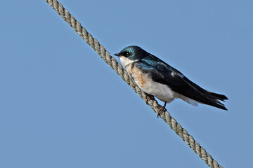 A Tree Swallow Sitting on a Rope