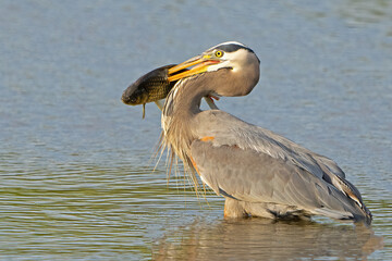 Great Blue Heron with a Large Carp Fish