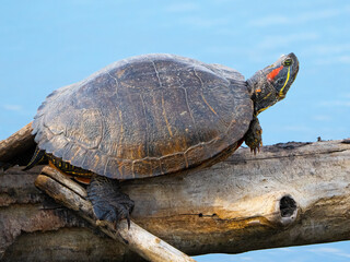 A Red-eared slider Turtle Resting on a Log