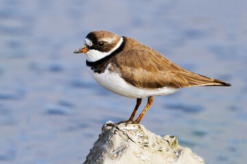Semipalmated Plover Standing on a Rock