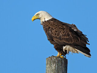 A Bald Eagle Standing on top of a Piling