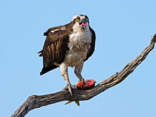 Osprey Eating a Fish in a Tree