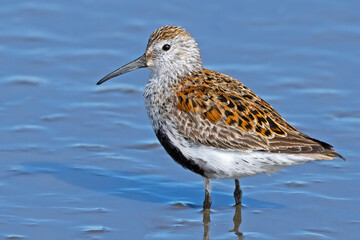 A Dunlin in Breeding Colors Standing in Marsh