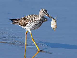 Greater Yellowlegs with a Crab