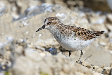 Least Sandpiper Standing on a Rock
