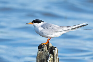 A Forster's Tern Standing on a Log