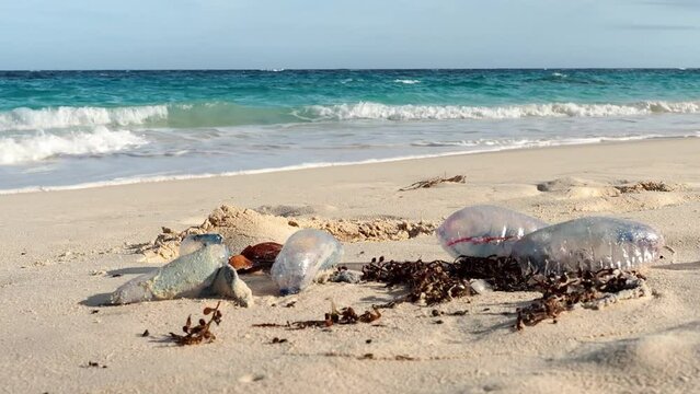 The Portuguese man o' war (Physalia physalis), also known as the man-of-war, is a marine hydrozoan found in the Atlantic Ocean and the Indian Ocean.