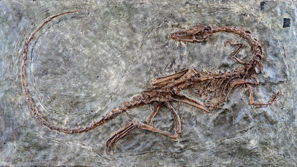 Naklejka premium fossilized scary petrified Velociraptor dinosaur fossil remains in stone with details of skeleton with skull